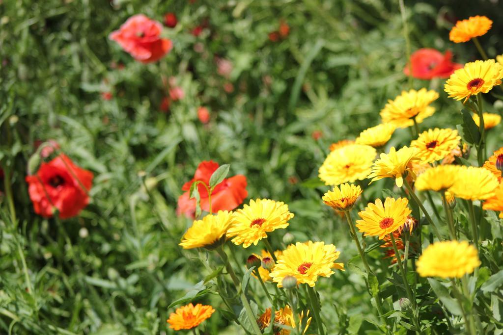 Teo Guesthouse Bran  Dış mekan fotoğraf